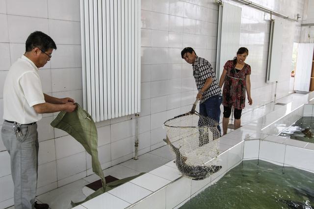 黑龙江边地，濒临灭绝的“水中大熊猫”——鲟鳇鱼重生记