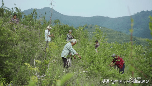 以岭药业：打造高标准中药材种养殖基地 从源头保障药品质量