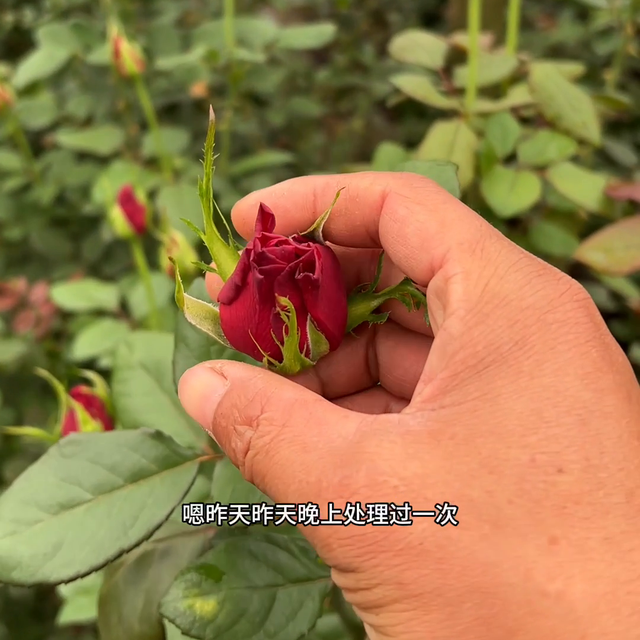 玫瑰花种植管理日常#月季