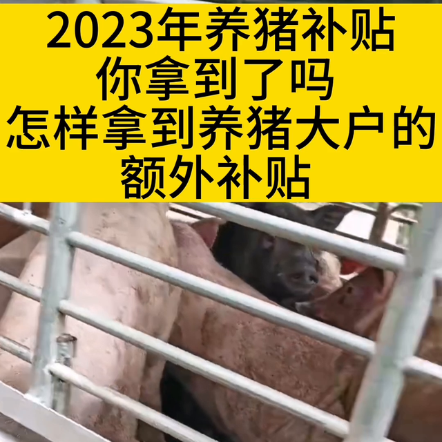 2023年猪猪补贴你拿到了吗？#猪价行情