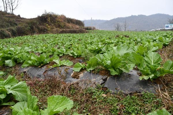 贵州织金：土地轮作助农增收