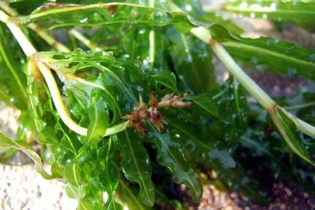 虾池栽培伊乐藻的方法，水草好虾才好