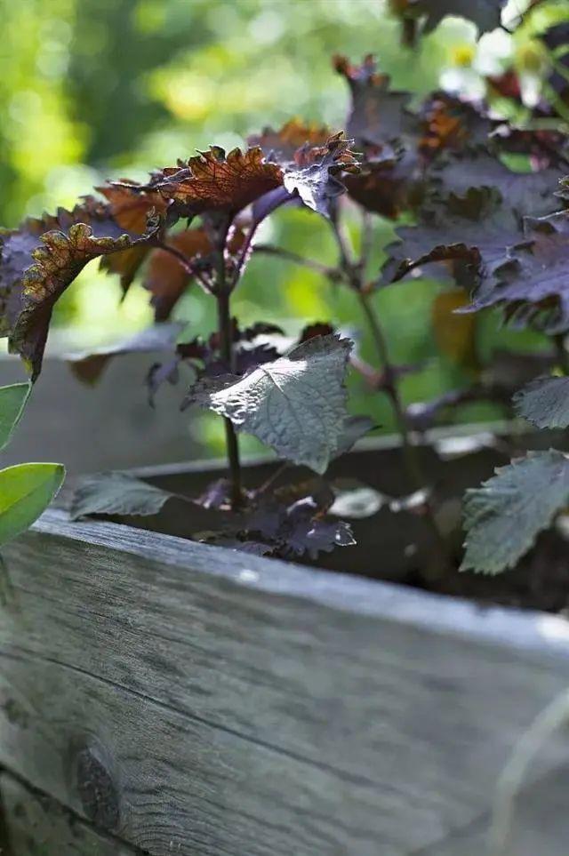 这10种花春天养，堪比家庭小药箱（上）