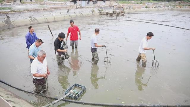 桔乡：龟鳖喜获丰收 产销两旺农户乐