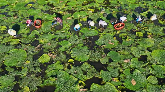 江苏沭阳：小小芡实米 农民“致富果”