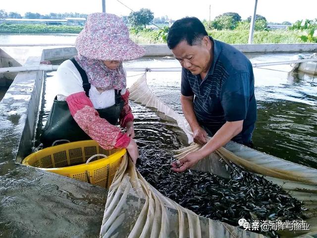 「渔业发展“领头雁”」清远宇顺农牧总经理刘灿洪：情有独钟桂花鱼