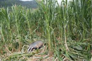 宁波竹鼠养殖基地(“辛辛苦苦守一年 一夜给你糟蹋完”——乡村振兴时期动物保护别再让农民寒了心)