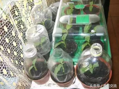 这6种养窗台上的盆栽香草植物能轻松繁殖