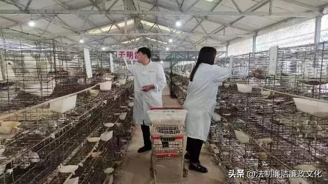 河南：宁陵天明鸽业致富路上的领航人