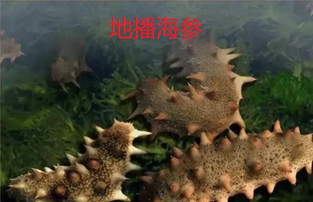 为青岛即墨海参正名！海参养殖方式有几种？了解下 不要以偏概全