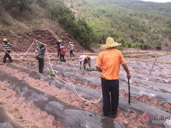 云南漾濞县密古村：撂荒地里栽椒忙