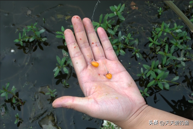 野钓草鱼，自制饵料配方汇总，最后这种是“神器”