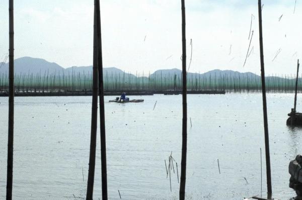 鲜味回归！别流口水！宁波养殖梭子蟹夏捕开始