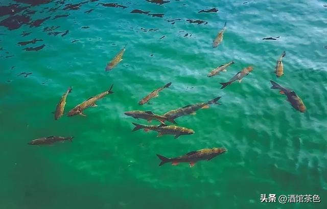 乌苏里拟鲿生物学及其池塘人工驯化养殖技术