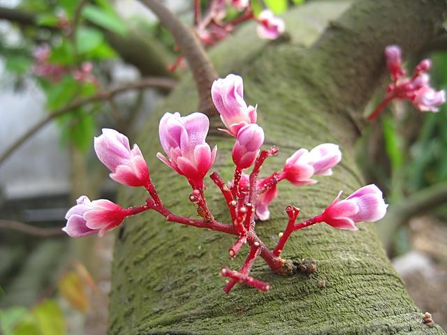 杨桃果实好看花也漂亮，比较适合庭院栽培，但对环境要求有些苛刻