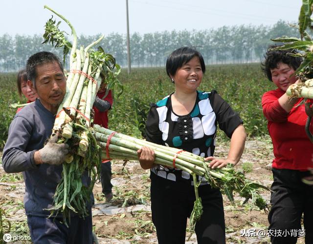 温室大棚莴苣种植学会这9点，春季既能早上市，又能得高产