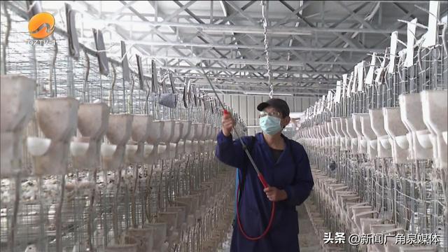 泉州市生猪产能持续恢复 出栏量持续增加