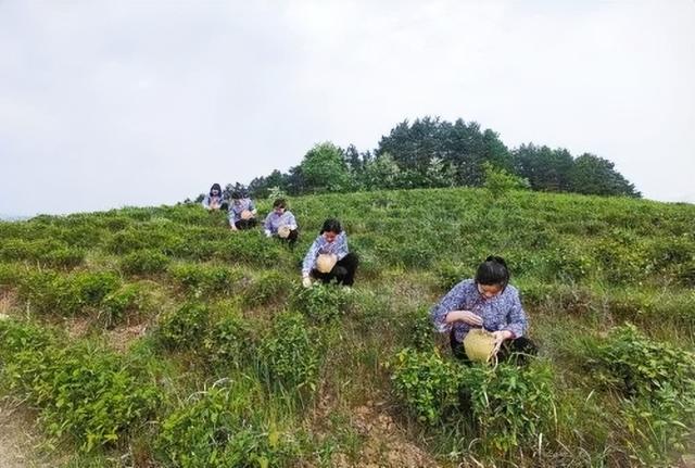 人均种茶5亩以上！山阳县黄家店村以茶为业，靠茶致富