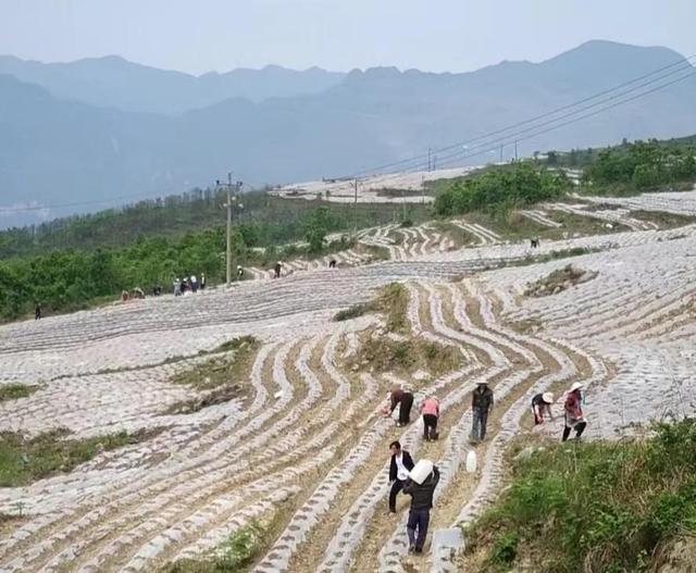 老公承包农村50亩地种烤烟，当年巨亏20万！如今年入50万