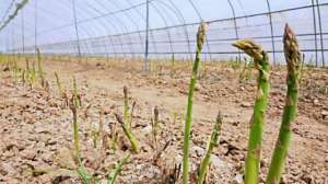 河南可以种植芦笋吗(中原农险地方政策性芦笋综合保险落地睢县)