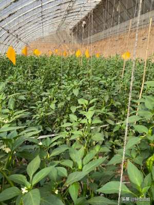 农村大棚蔬菜种植技术(大棚种植辣椒，掌握这些栽培技术，辣椒结得一串串的)