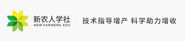 产蛋率85%以上，周期短、收益快的神丹一号鹌鹑了解一下