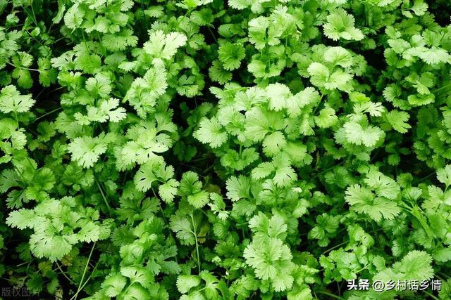 雪里红、芥菜和香菜什么时候种植？如何种植和管理？怎样才能高产