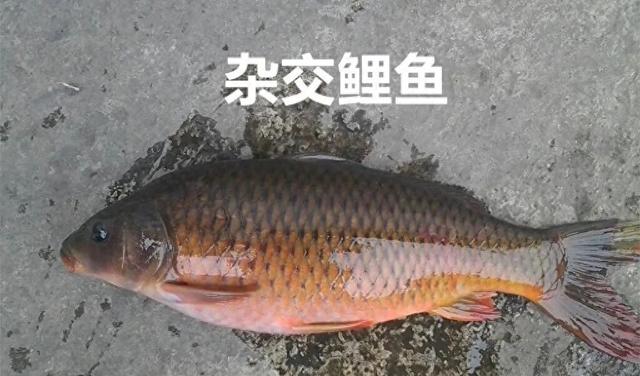 “真”的黄河大鲤鱼究竟是个啥？和鲤鱼差别太大了