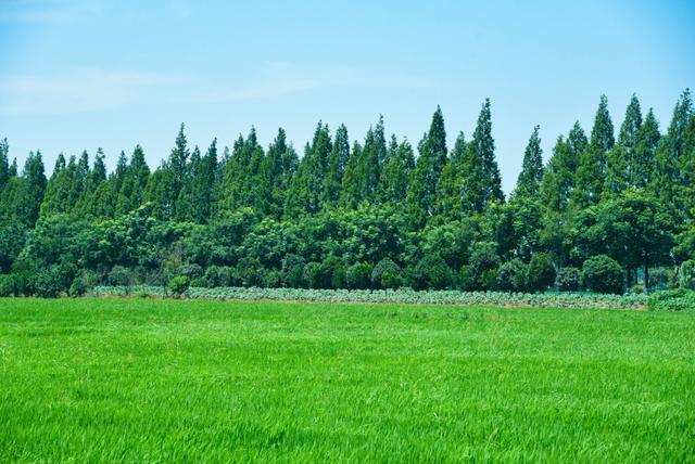 直击南县小龙虾养殖基地：虾在稻中游，稻虾两相欢