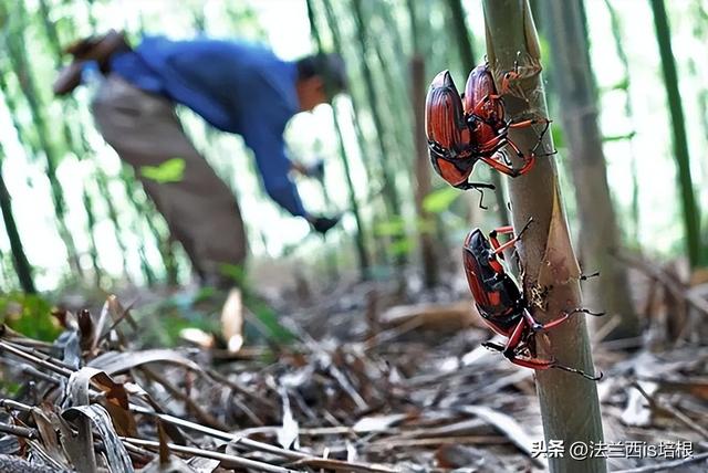 云南普洱查获走私竹虫1.2吨，成吨害虫越境，只为餐桌加1盘菜？