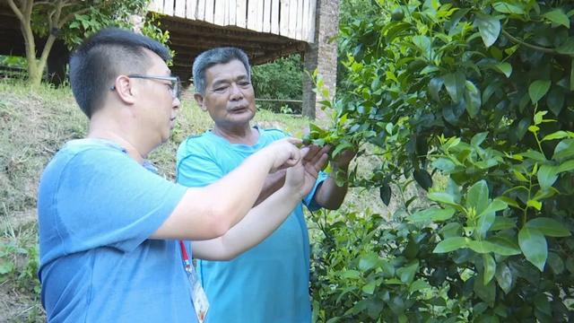 【走向我们的小康生活】怀集中洲镇鱼藤村：“牛”产业增强脱贫“硬底气”