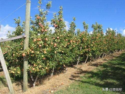 梨优质高效宽行密植栽培技术