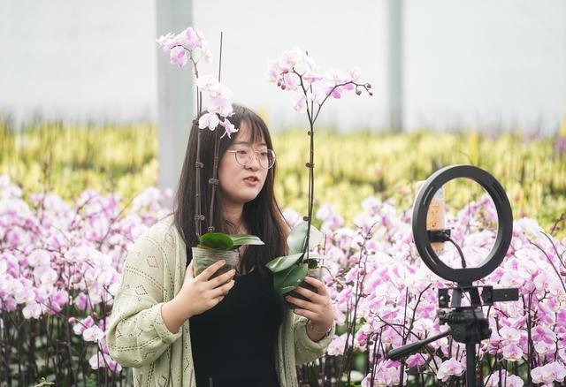 （经济）江苏宿迁：蝴蝶兰开出“致富花”