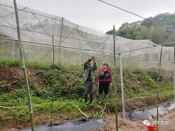 林下生财有道！年入十来万！武平这位脱贫户的生活，有盼头嘞～