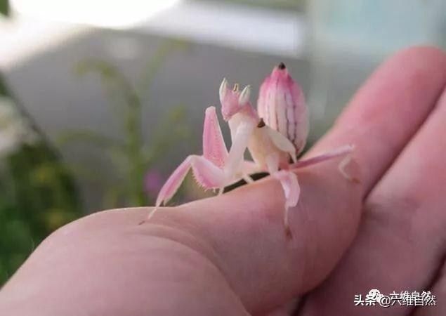 最漂亮抢眼的螳螂，伪装成一朵兰花，诱惑昆虫自动送上门