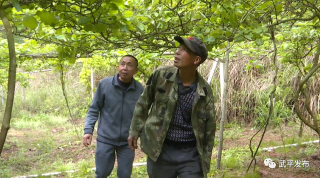 林下生财有道！年入十来万！武平这位脱贫户的生活，有盼头嘞～