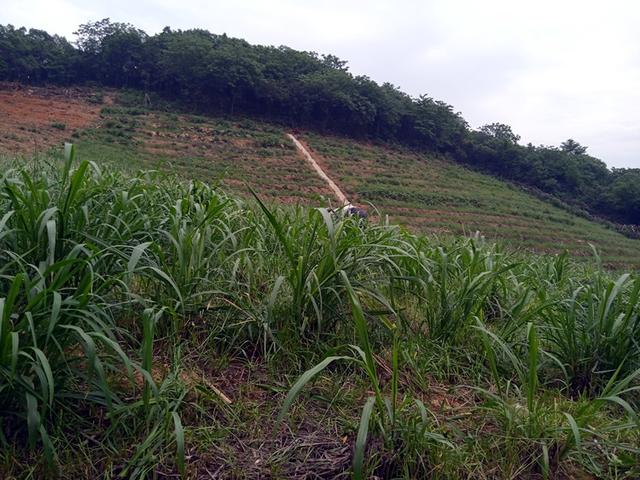 黑山羊养殖牧草种植高效套作的方法，甜象草套作黑麦草