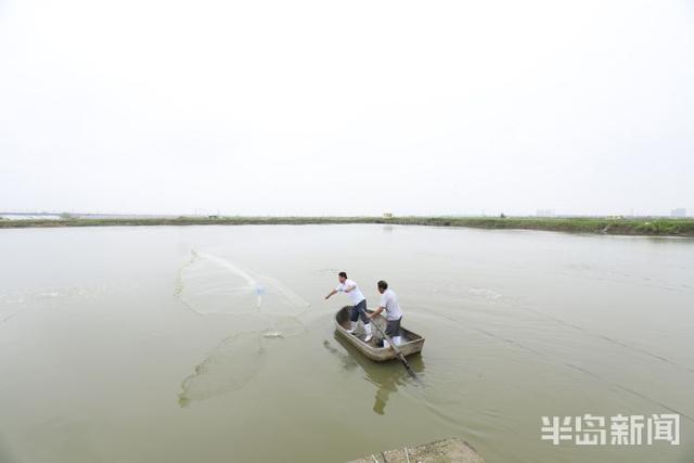 开海寻鲜记②｜海水养殖，青岛秘笈“惊动”农业农村部