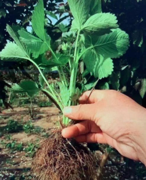 露天草莓种植管理技术