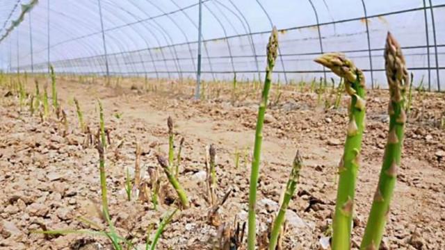 中原农险地方政策性芦笋综合保险落地睢县