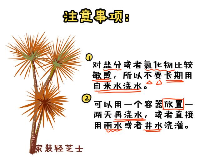 量天尺、珍珠吊兰、千年木..这5种百搭植物，浇水只需记住8个字