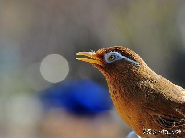 新人如何养好画眉鸟？首先鸟的习性你要知道