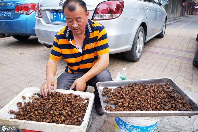 金蝉和蚂蚱这几年很走俏，人工养殖蚂蚱和金蝉，哪种比较容易呢