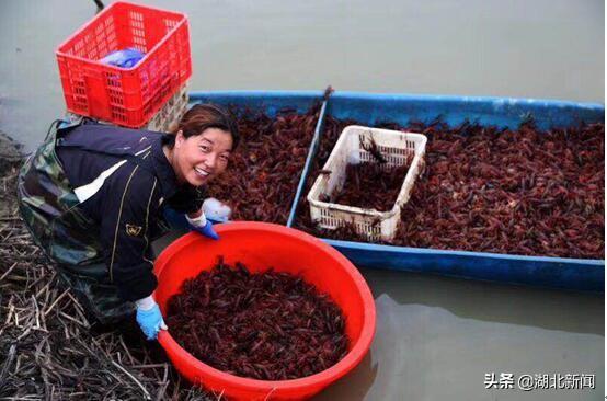 一只小龙虾，衍生三日游！全国首家小龙虾主题旅行社在潜江市开办