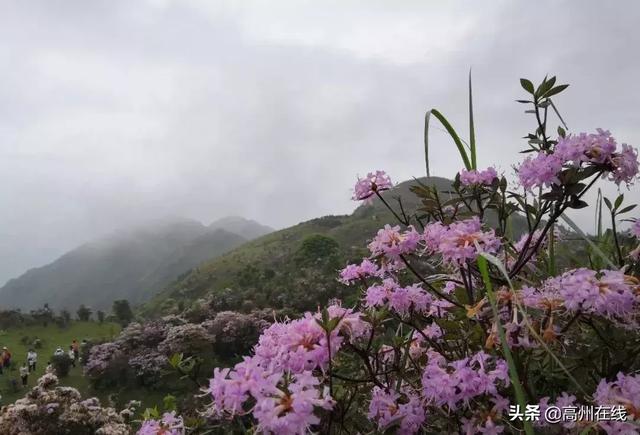 高州这一片花海你去打卡了吗？山上杜鹃花“粉”了一大片！