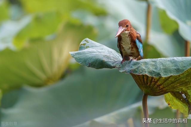 注意：生活中这些常见的小动物不要抓，搞不好还会违法呢