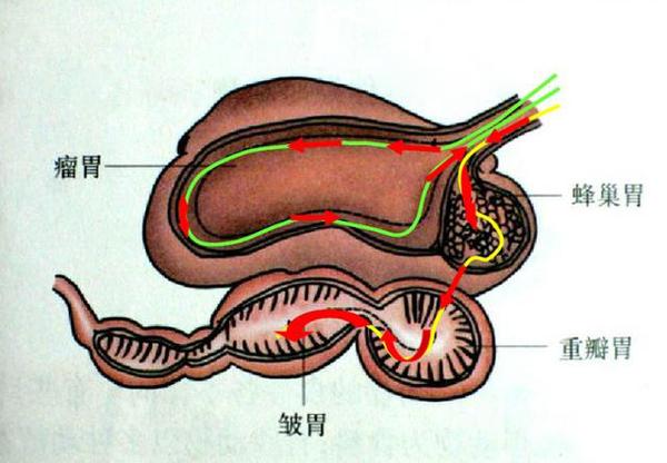 羊的5种消化问题，养羊户应有所了解！