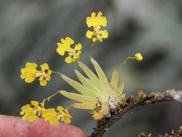 花迷宠，瞬间盛放！获取鲜花秘籍，大型或迷你？任你选择！