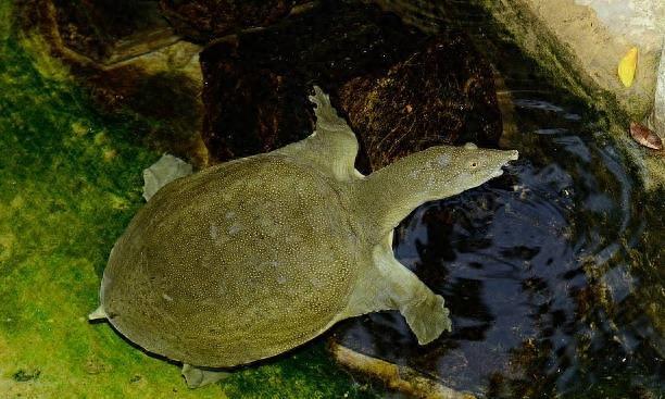 山瑞鳖的生物学特性及人工养殖技术