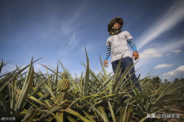 菠萝的栽培技术，这些工作一定要做好，果农们要注意咯